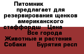Питомник KURAT GRAD предлагает для резервирования щенков американского стаффордш › Цена ­ 25 000 - Все города Животные и растения » Собаки   . Бурятия респ.